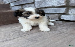Teddy Bear dogs for sale: Evie - Image 11