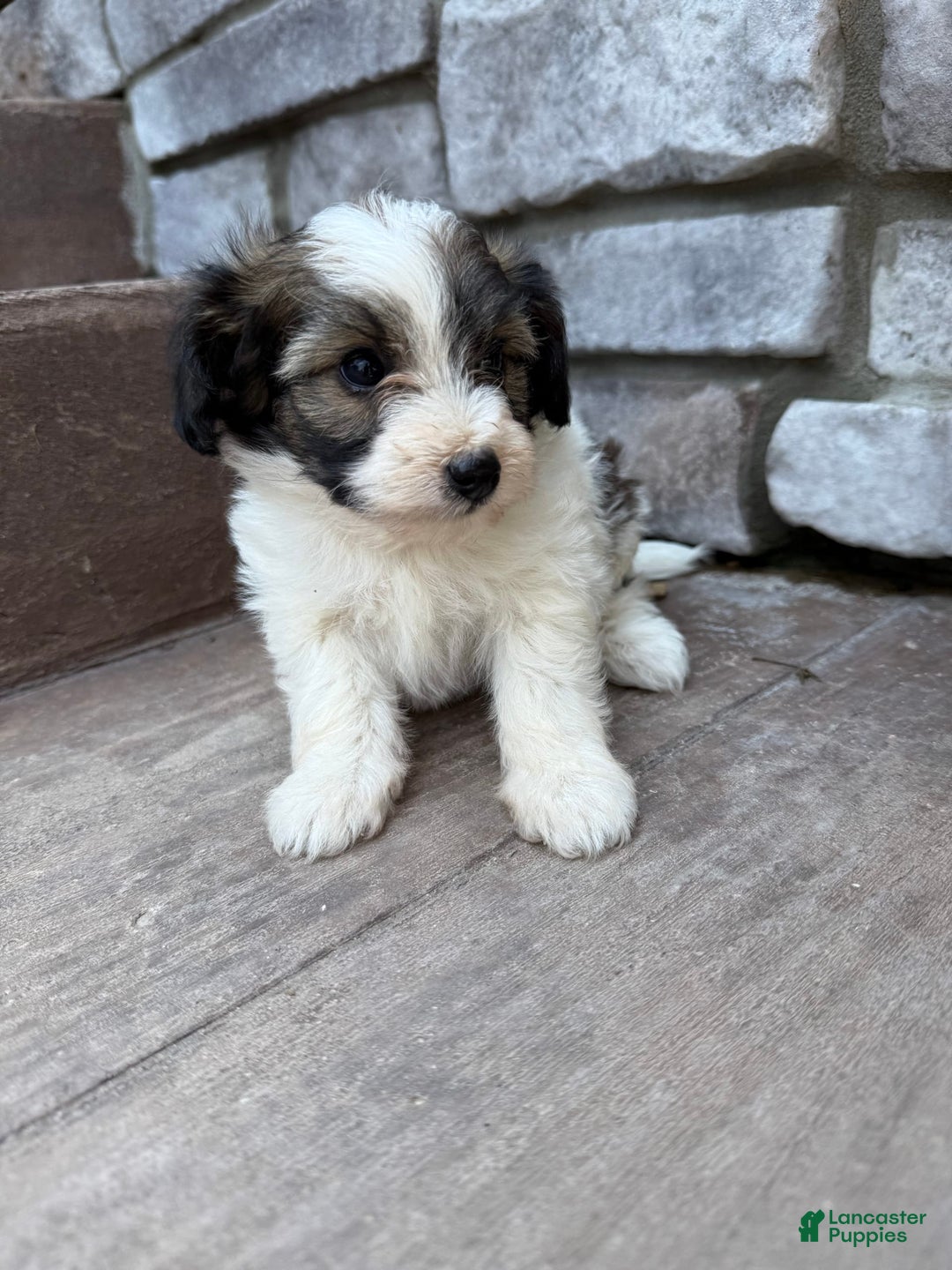 Teddy Bear dogs for sale: Evie - Image 11