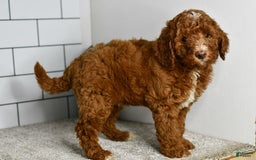 Mini Goldendoodle dogs for sale: Stacie - Image 6