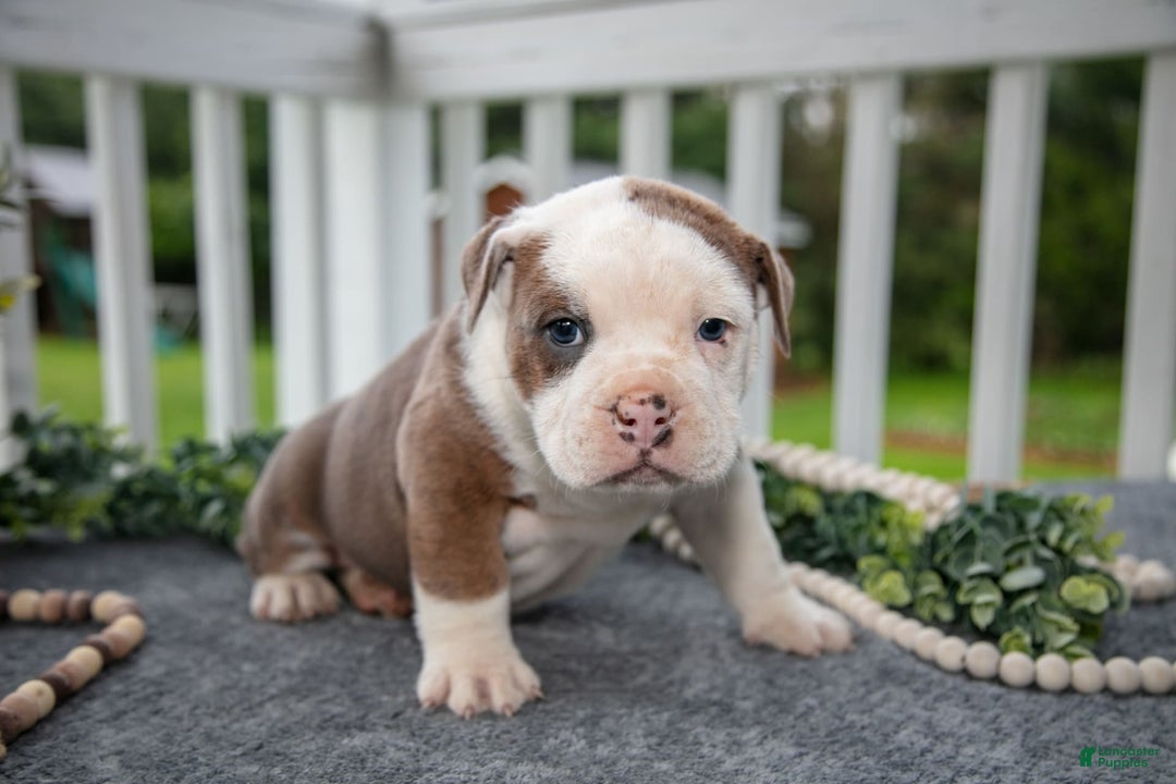 Olde English Bulldogge dogs for sale: Cody - Image 2
