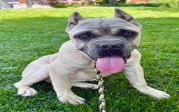 Cane Corso dogs for sale: Georgia - Image 27