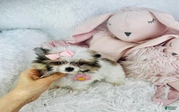 Pomeranian dogs for sale: Dra - Image 3
