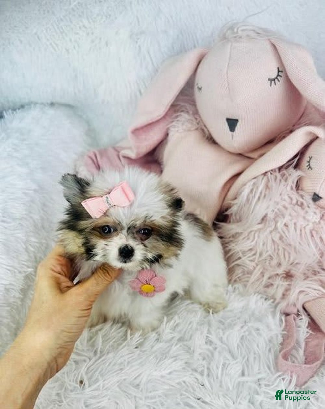 Pomeranian dogs for sale: Dra - Image 3