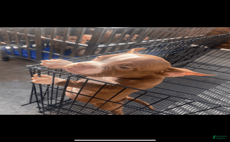 American Bully dogs for sale - Ad 4