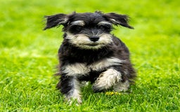 Miniature Schnauzer dogs for sale: Hugo - Image 7