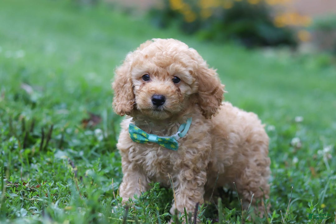 Miniature Poodle dogs for sale: Mario - Image 5