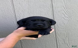 Labrador Retriever dogs for sale: Wyatt - Image 9