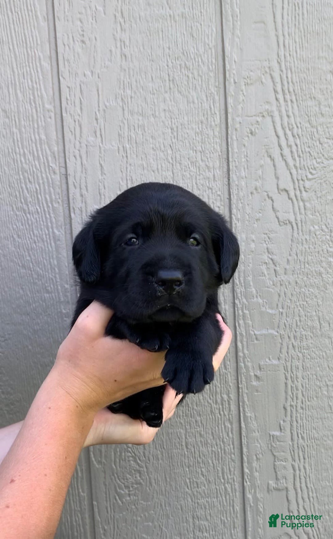 Labrador Retriever dogs for sale: Wyatt - Image 9