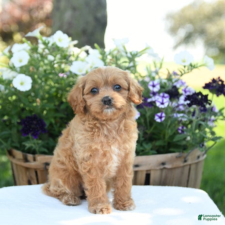 Cavapoo dogs for sale - Ad 2