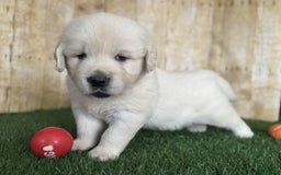 Golden Retriever dogs for sale: Bentley - Image 8