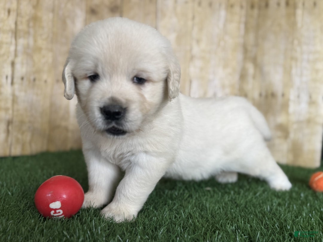 Golden Retriever dogs for sale: Bentley - Image 8