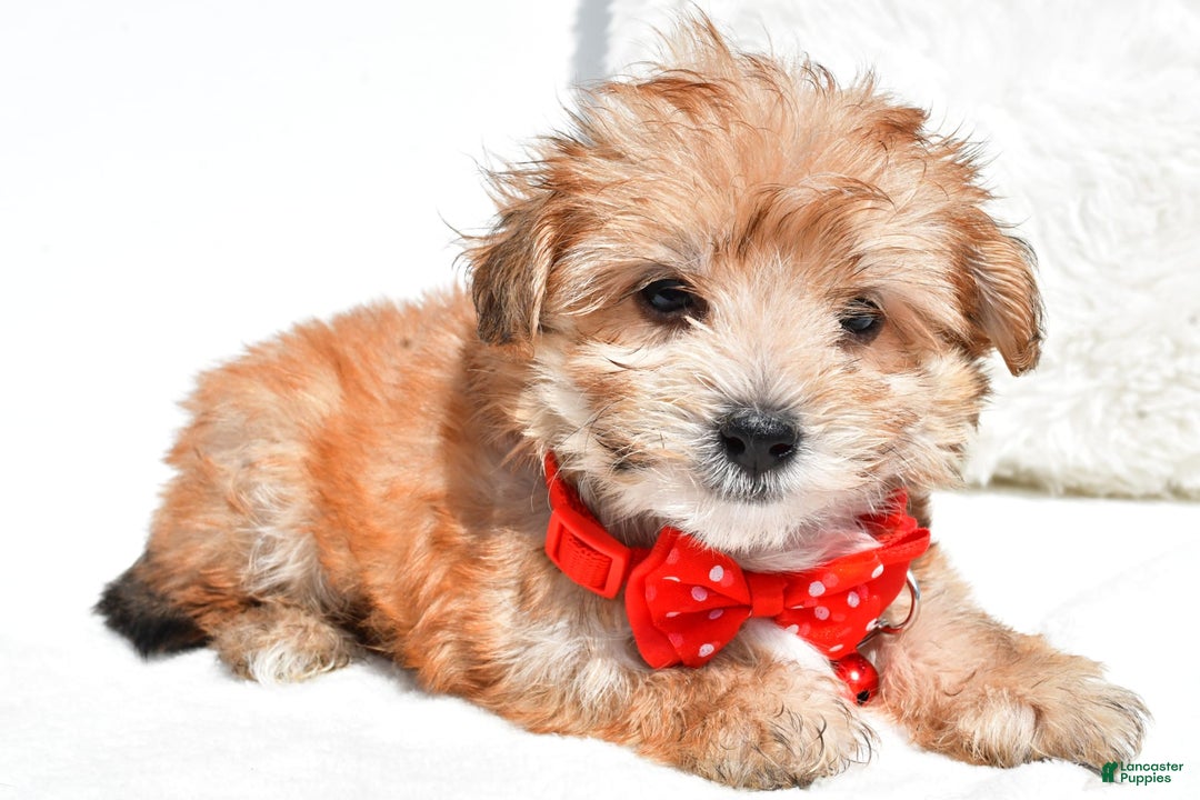 Morkie dogs for sale: Roy Teacup - Image 2