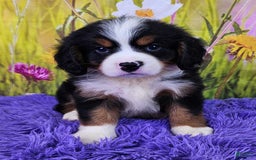 Miniature Bernese Mountain Dog dogs for sale: Archie - Image 3