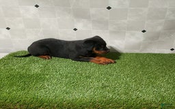 Rottweiler dogs for sale: Angeline - Image 3
