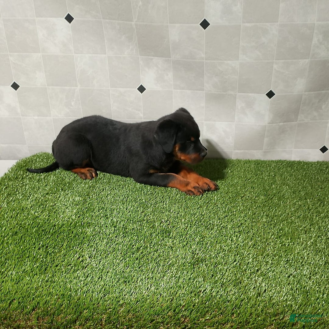 Rottweiler dogs for sale: Angeline - Image 3