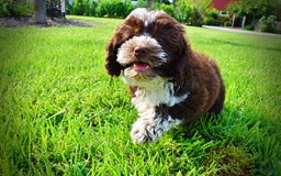 Havapoo dogs for sale: Valor - Image 16