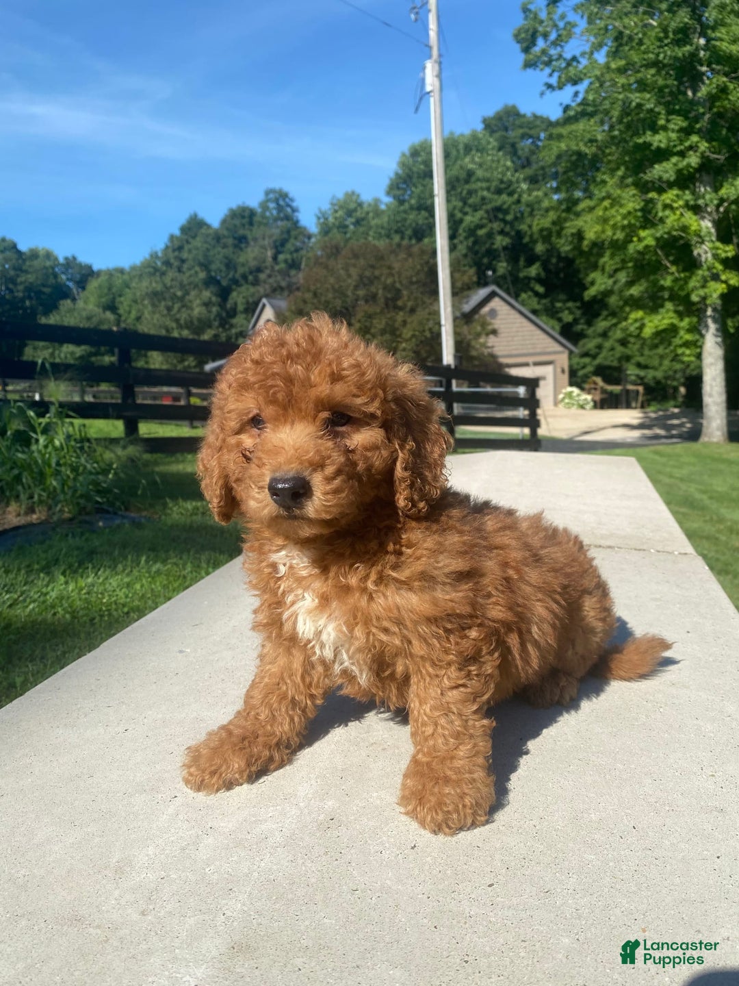 Mini Goldendoodle dogs for sale: Delilah - Image 10