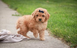 Miniature Poodle dogs for sale: Addison - Image 12