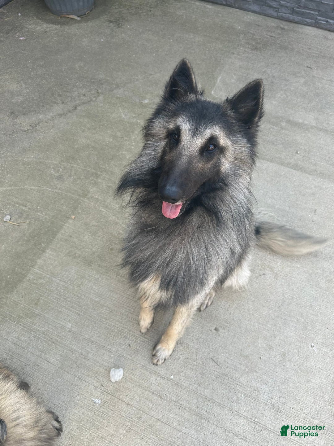 Belgian Tervuren dogs for sale: Nikita - Image 5
