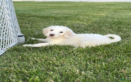 Newfypoo dogs for sale: Lex Luther - Image 1