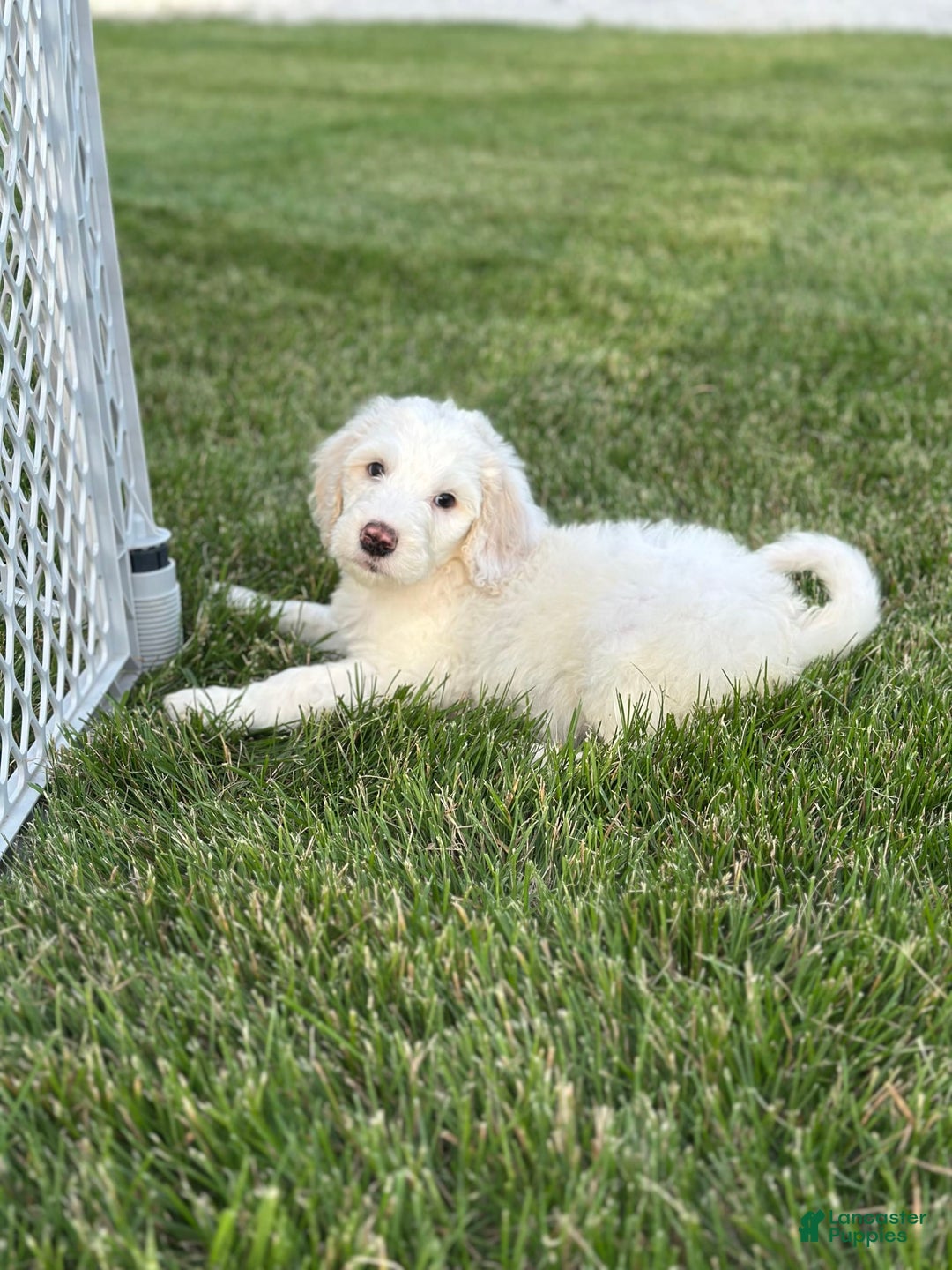 Newfypoo dogs for sale: Lex Luther - Image 1