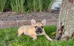 French Bulldog dogs for sale: Sandy - Image 3