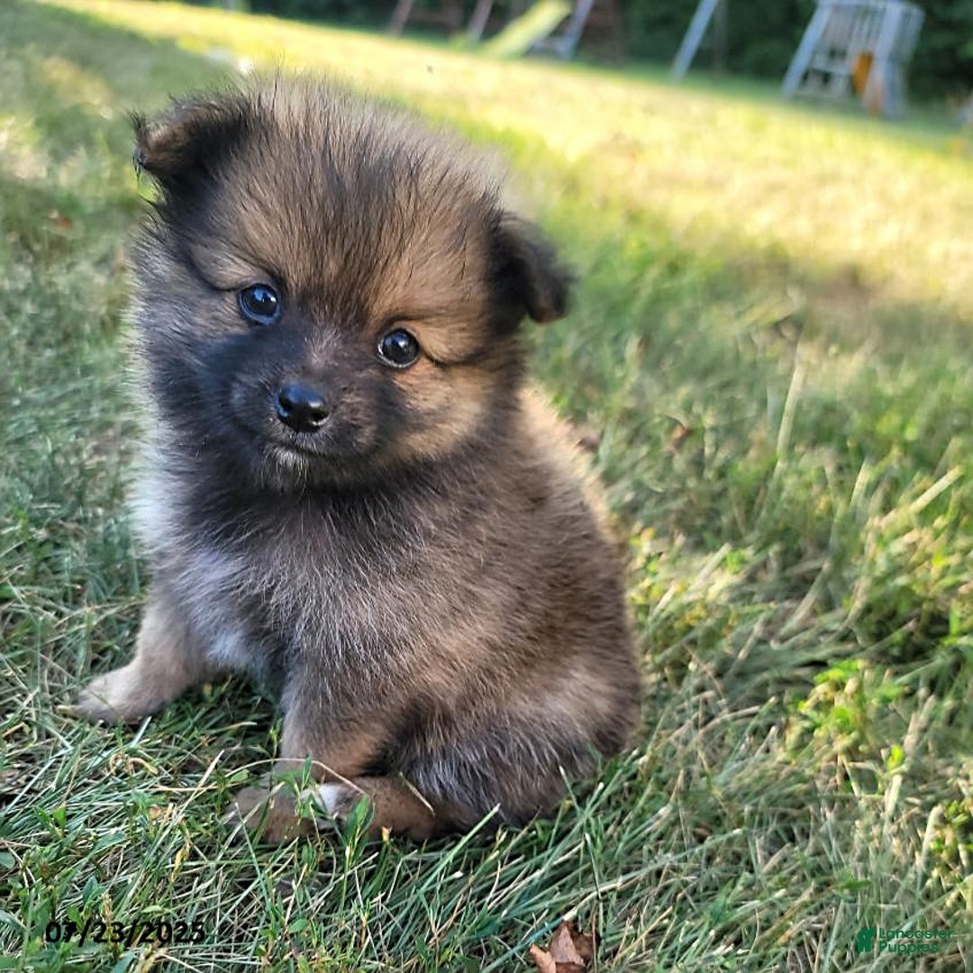 Pomeranian dogs for sale: Missy - Image 2
