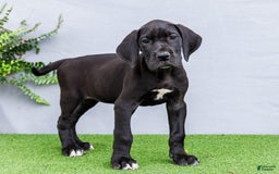 Great Dane dogs for sale: Krista - Image 10