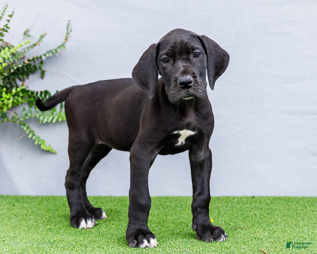 Great Dane dogs for sale: Krista - Image 10