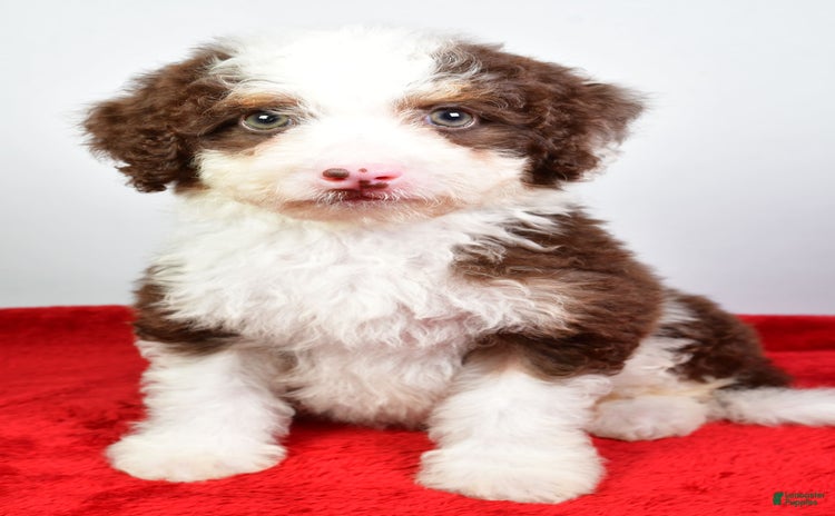 Mini Bernedoodle dogs for sale - Ad 5