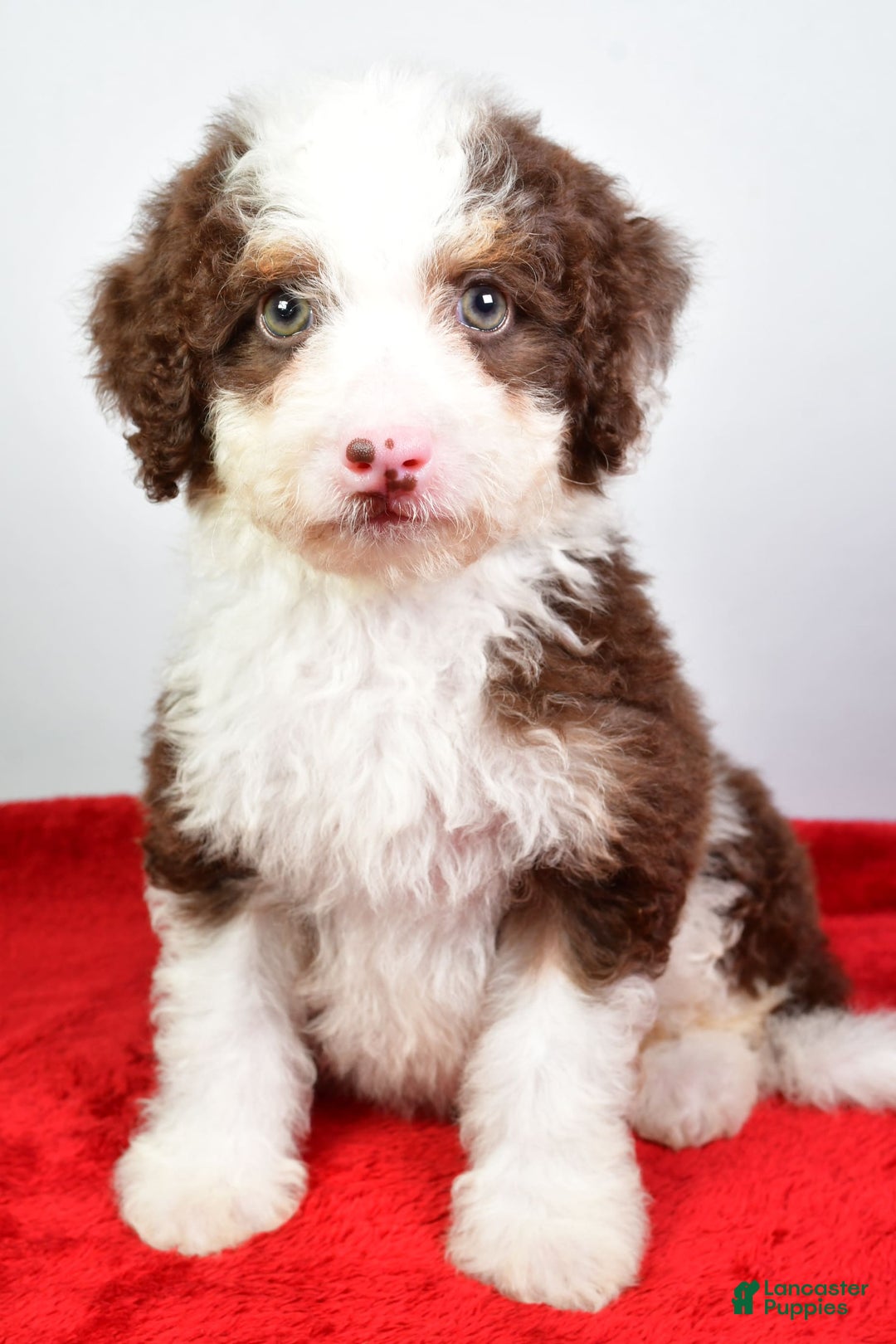 Mini Bernedoodle dogs for sale: Wendy - Image 1