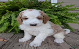 Goldendoodle dogs for sale: Ace - Image 12