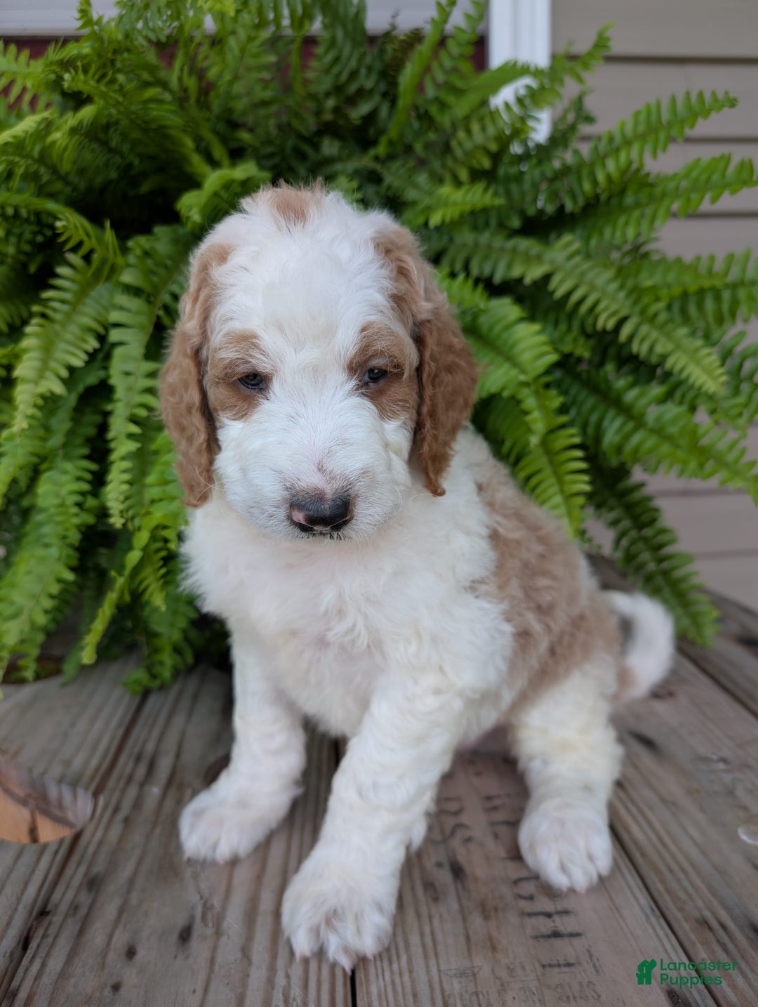 Goldendoodle dogs for sale: Ace - Image 12