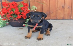 Doberman Pinscher dogs for sale: Doberman Pinscher 3 puppies - Image 14