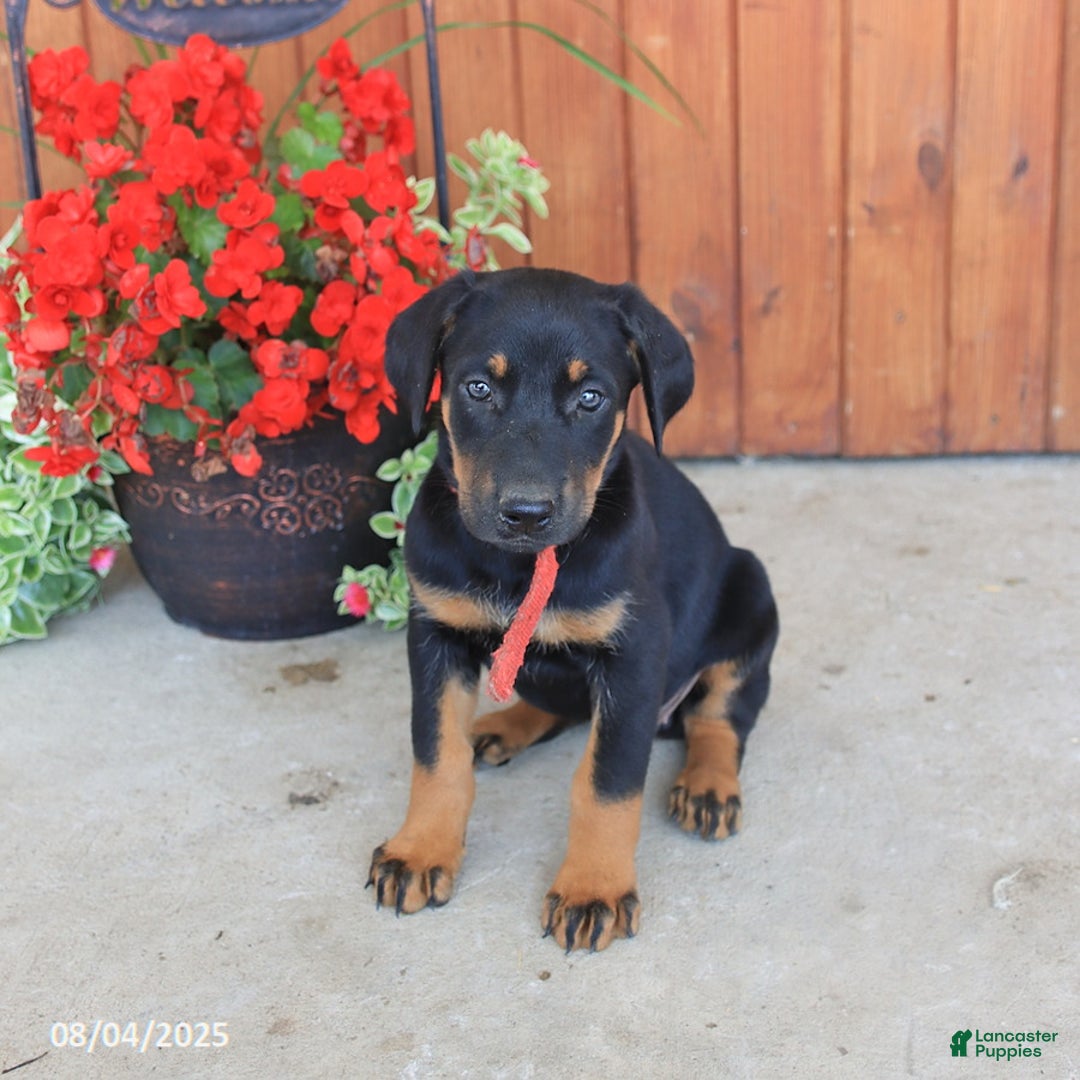 Doberman Pinscher dogs for sale: Doberman Pinscher 3 puppies - Image 14