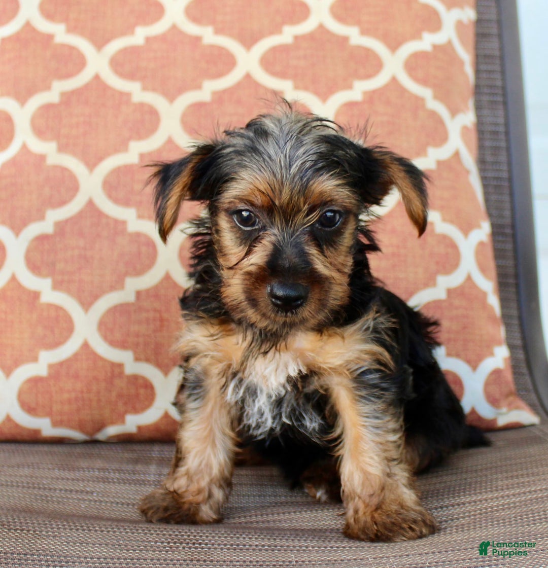 Yorkshire Terrier dogs for sale: Gary - Image 1