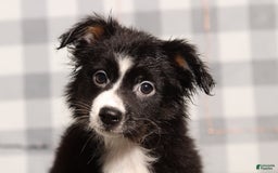 Australian Shepherd dogs for sale: Ellen - Image 1