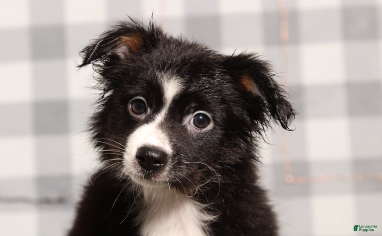 Australian Shepherd dogs for sale - Ad 2