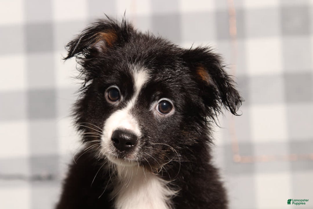 Australian Shepherd dogs for sale: Ellen - Image 1