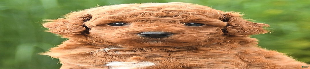 Maple