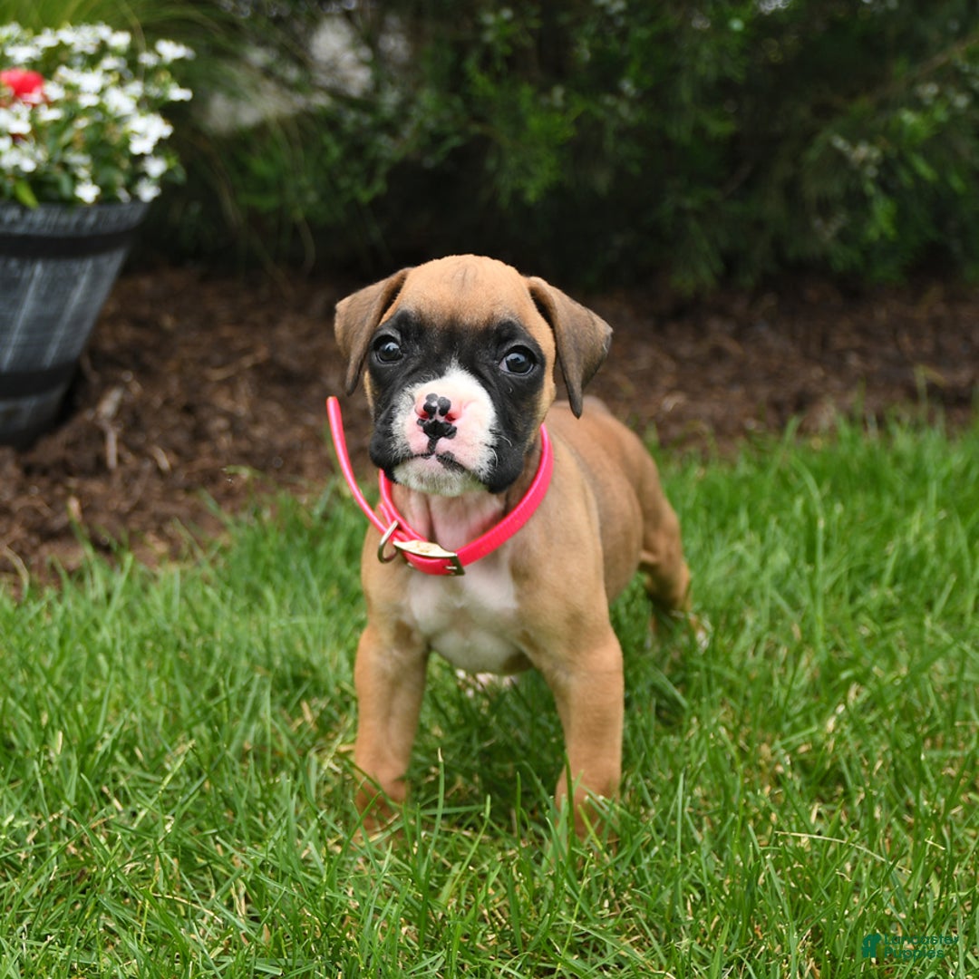Boxer dogs for sale: Hazel - Image 5