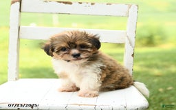 Havanese dogs for sale: Barkley - Image 2