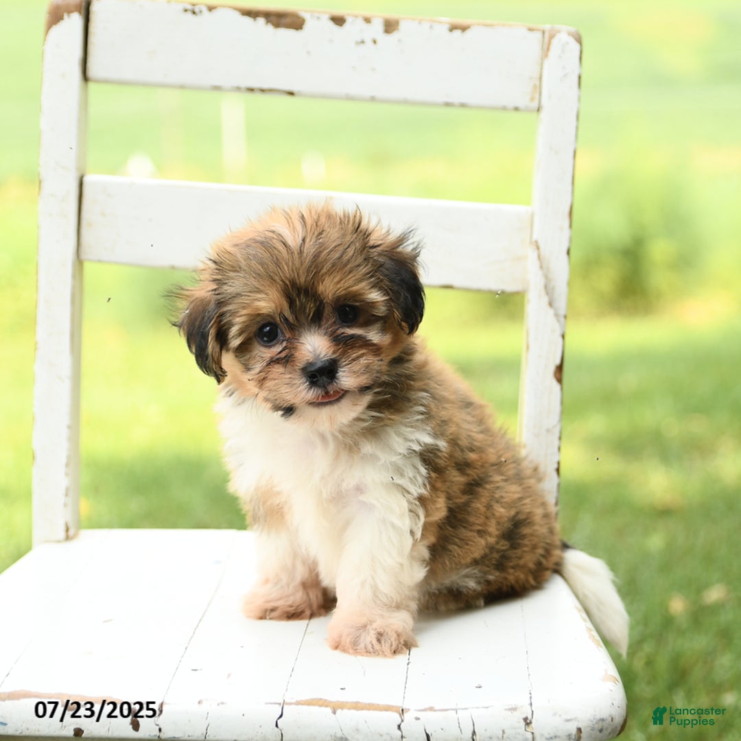 Havanese dogs for sale: Barkley - Image 2