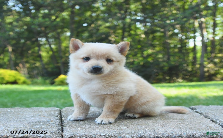Schipperke dogs for sale - Ad 4