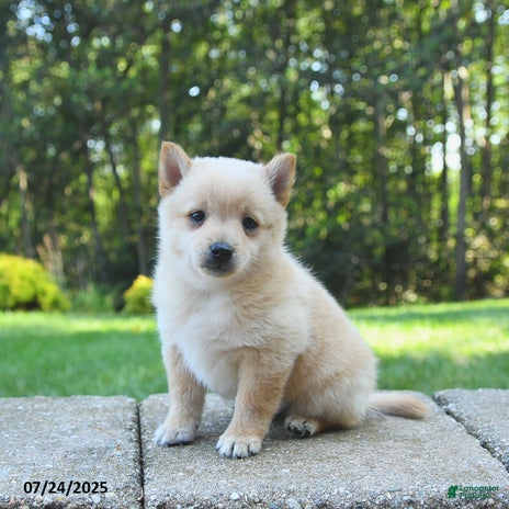 Schipperke dogs for sale - Ad 4