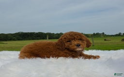 Miniature Poodle dogs for sale: Elara - Image 7