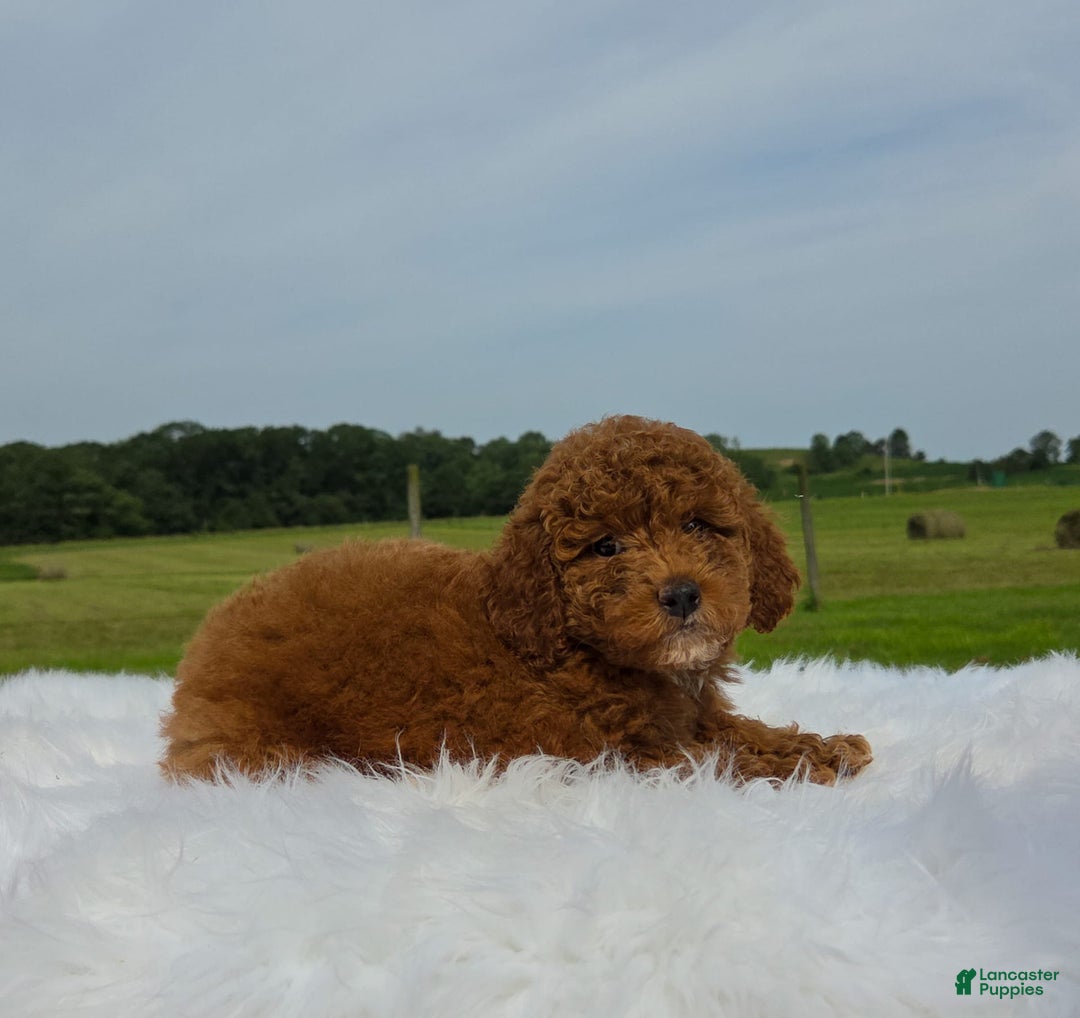 Miniature Poodle dogs for sale: Elara - Image 7