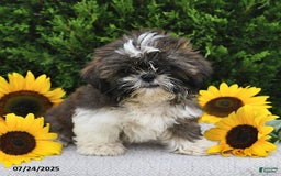 Shih Tzu dogs for sale: Mocha - Image 7