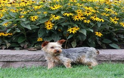 Yorkshire Terrier dogs for sale: Precious - Image 6