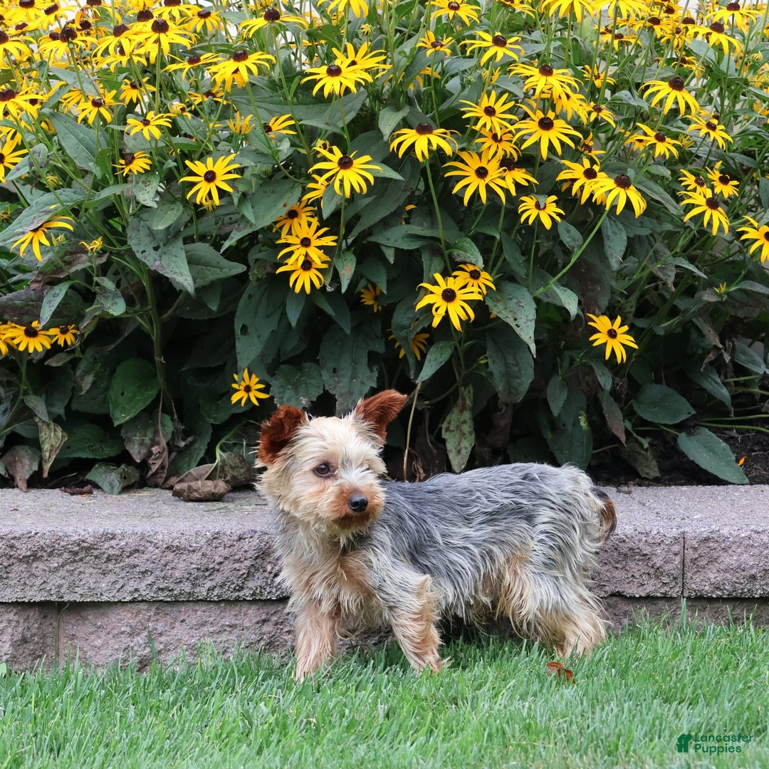 Yorkshire Terrier dogs for sale: Precious - Image 6